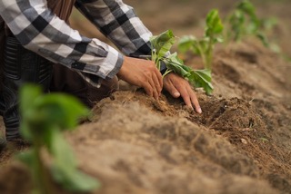 planting